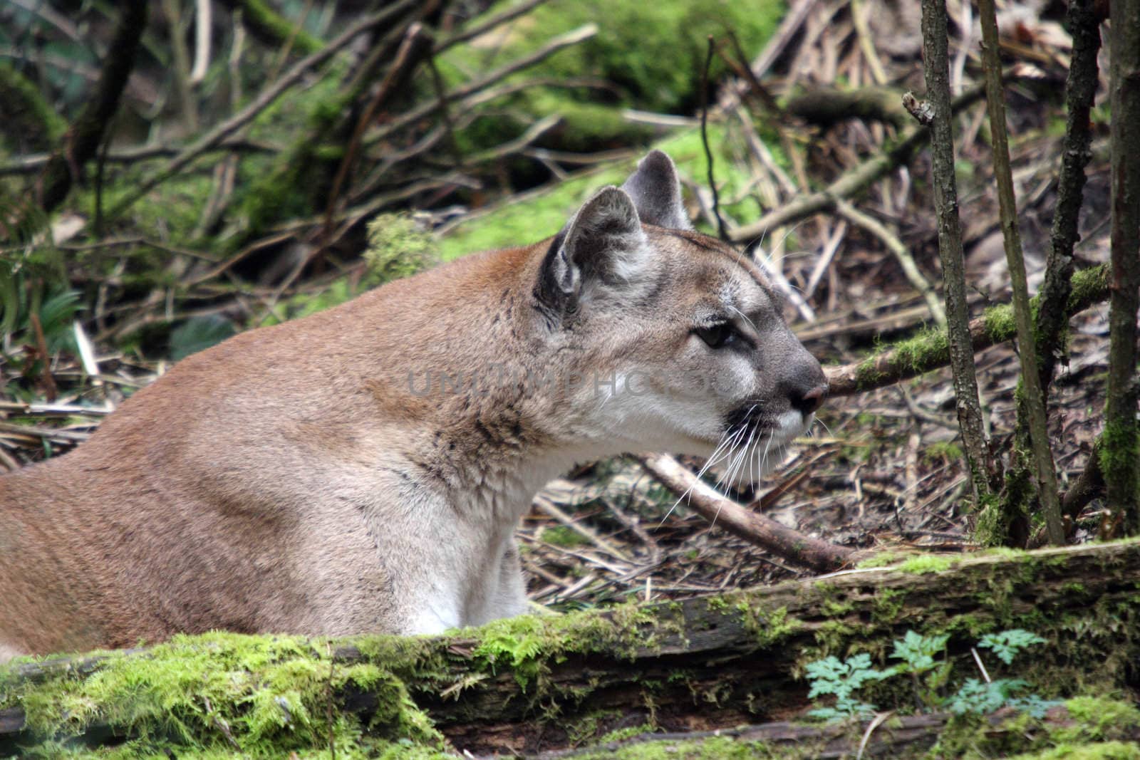 Cougar/Mountain Lion.  Photo taken at Northwest Trek Wildlife Park, WA. by sandsphoto