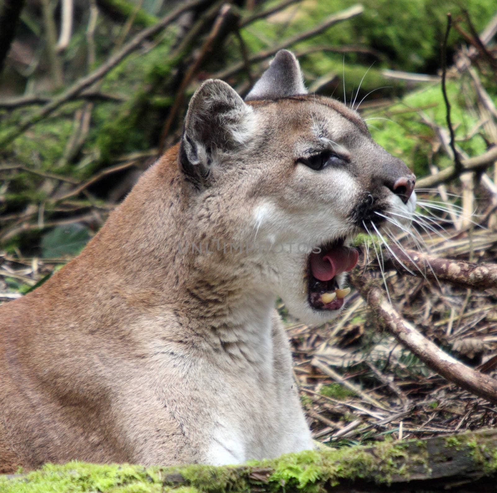 Cougar/Mountain Lion.  Photo taken at Northwest Trek Wildlife Park, WA. by sandsphoto