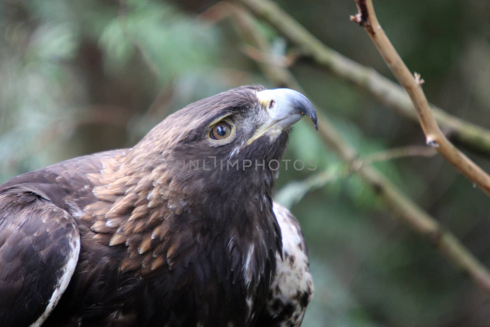 Golden Eagle.  Photo taken at Northwest Trek Wildlife Park, WA. by sandsphoto