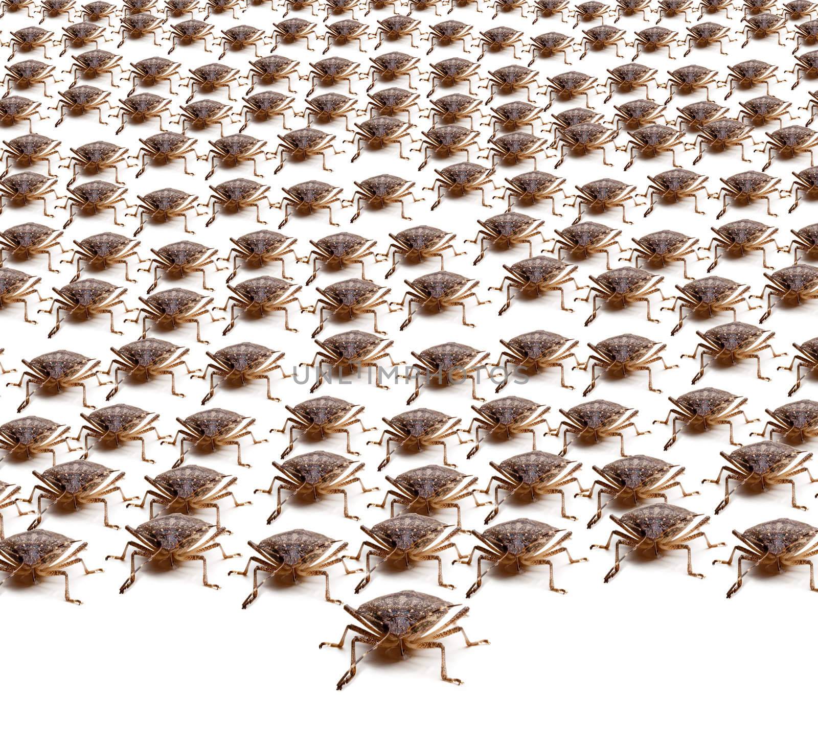 Large crowd of Brown Marmorated Stink Bug or Shield Bug isolated against white background