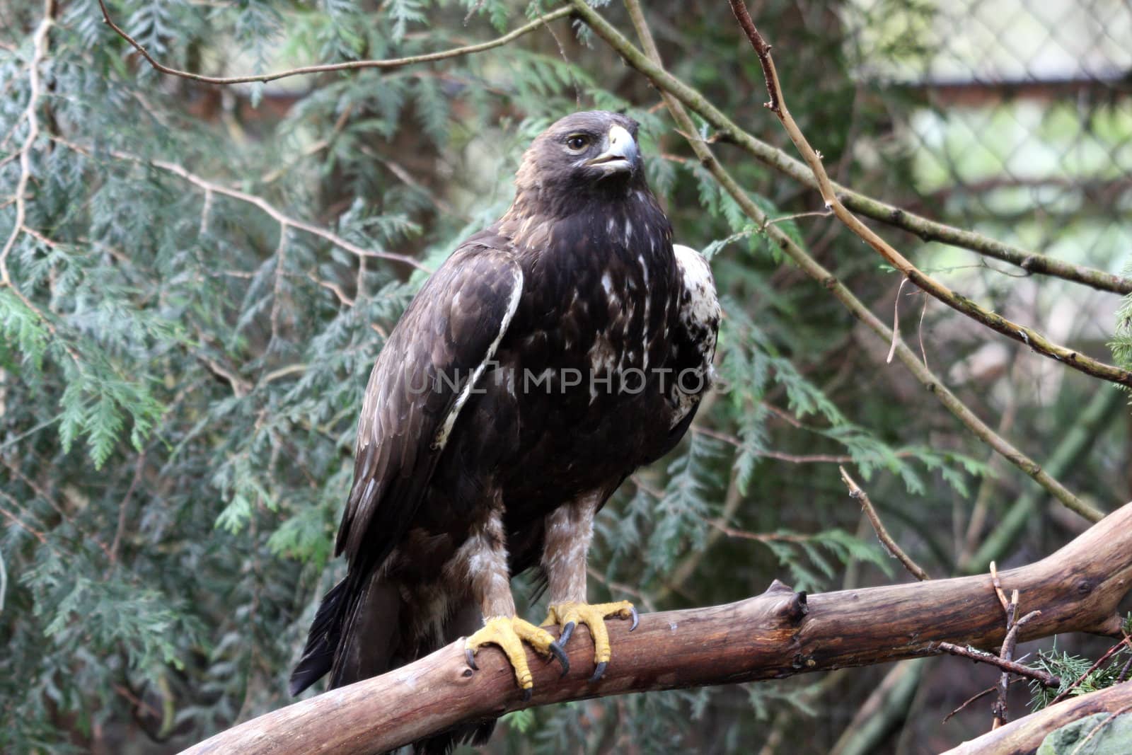 Golden Eagle.  Photo taken at Northwest Trek Wildlife Park, WA. by sandsphoto