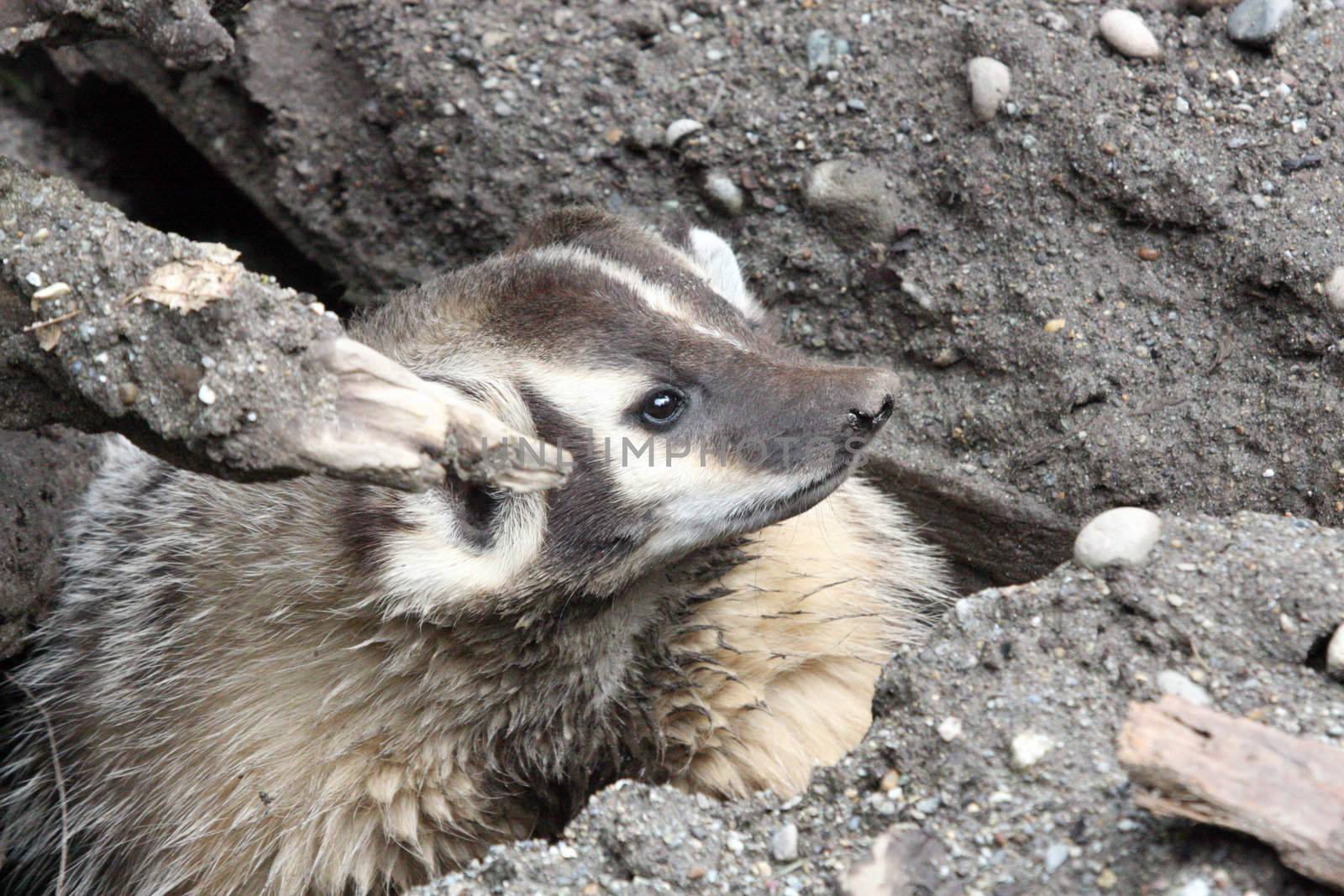 Badger.  Photo taken at Northwest Trek Wildlife Park, WA. by sandsphoto