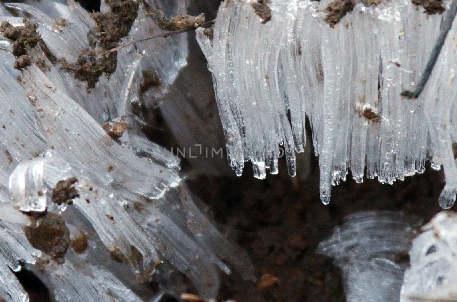 Snow Crystals.  Photo taken in the Mount Hood National Forest, OR. by sandsphoto