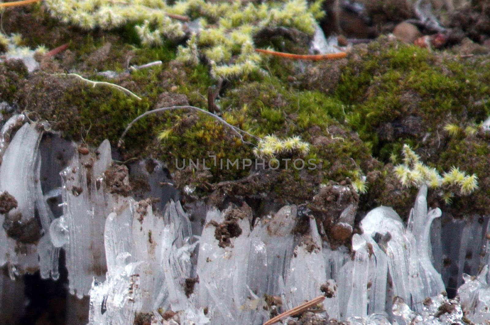 Snow Crystals.  Photo taken in the Mount Hood National Forest, OR.