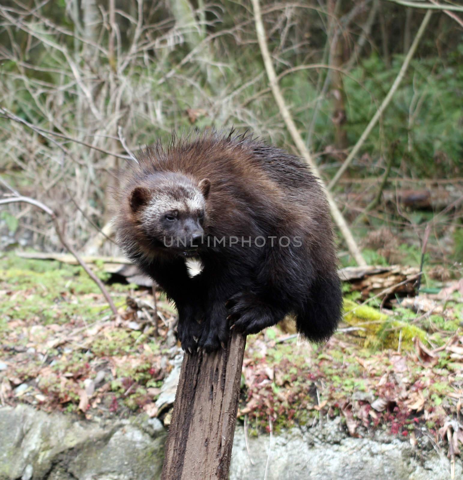 Wolverine.  Photo taken at Northwest Trek Wildlife Park, WA.