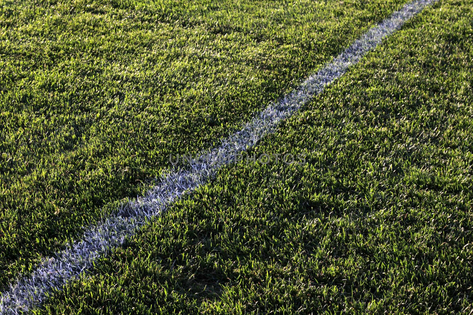 A white line in the grass of a sunlit sports field.