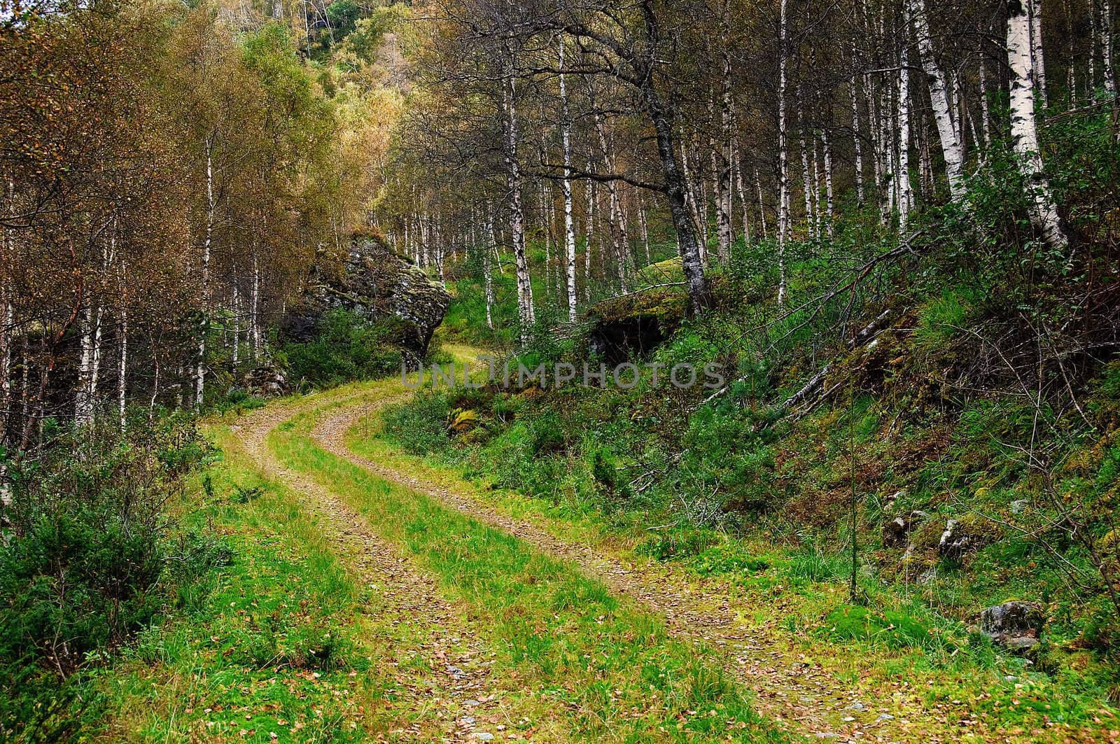 A winding forest road through autumn woods
