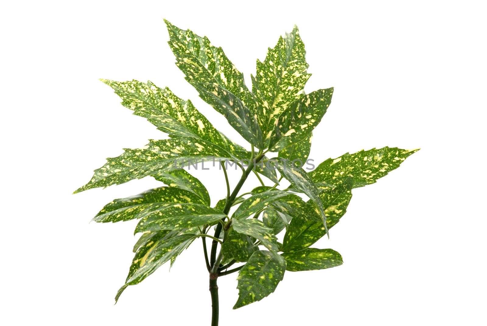 Branch of green leafs isolated on white background.