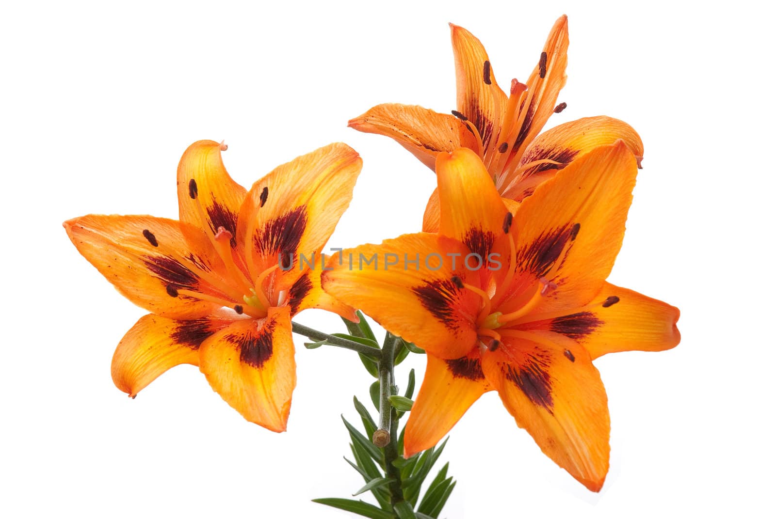 Beautiful orange lilies isolated on white background.