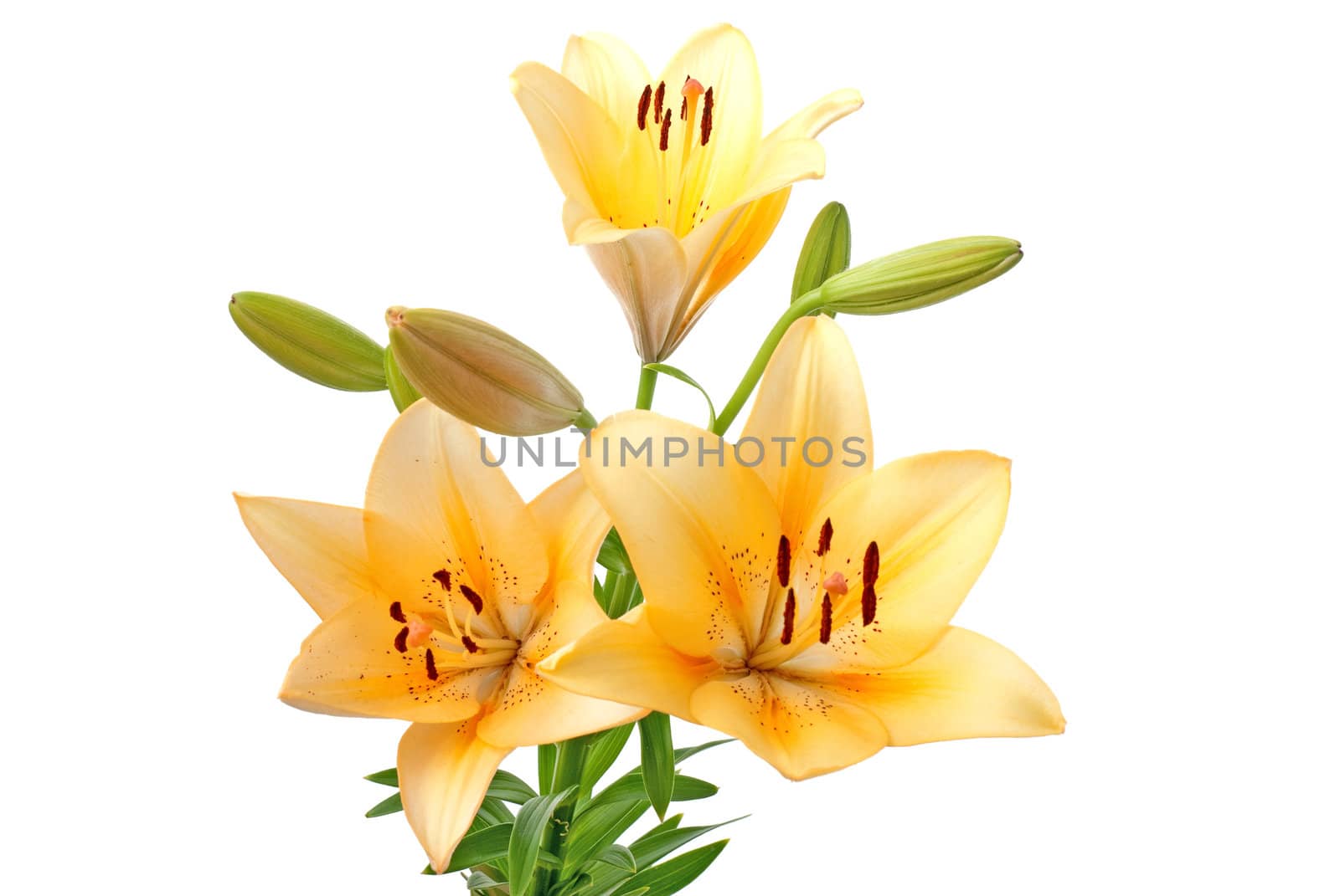 Beautiful yellow lilies isolated on white background.