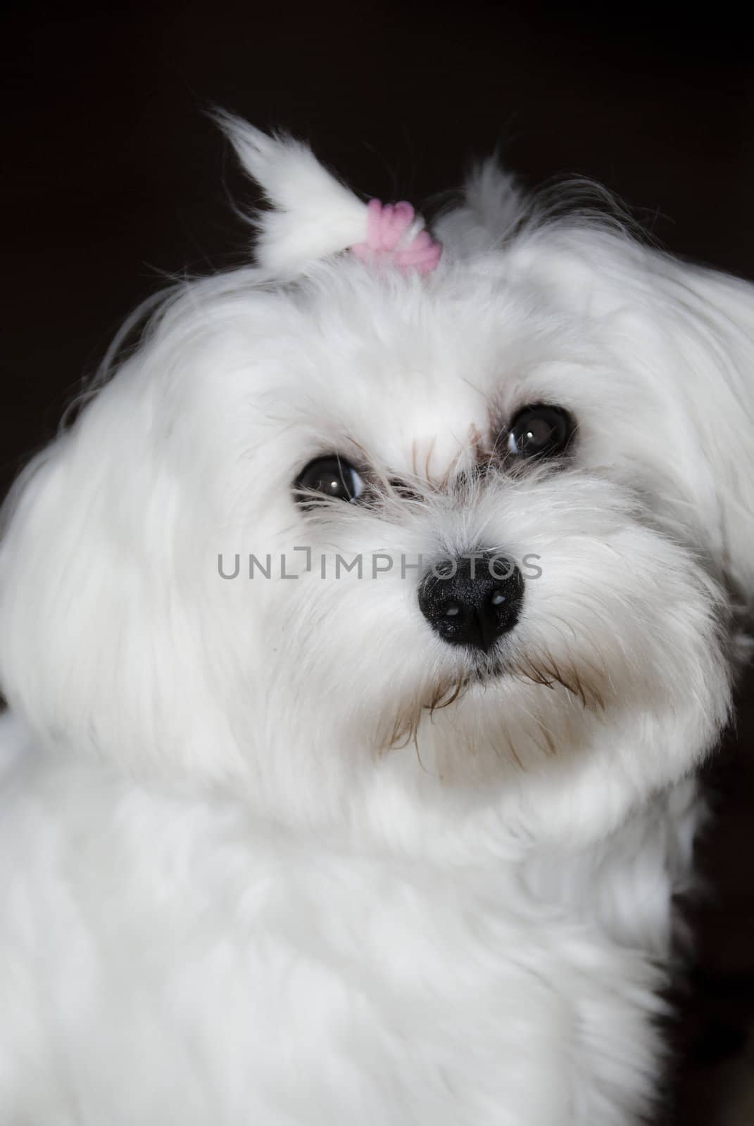 White Maltese dog by Dona203