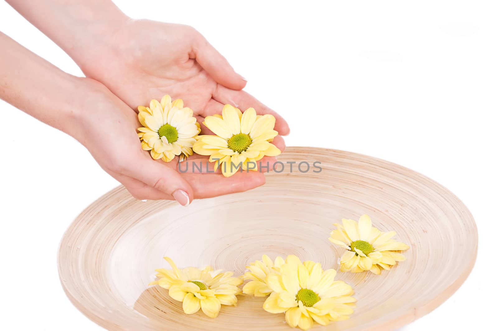 Woman hands and flower in bucket of water isolated