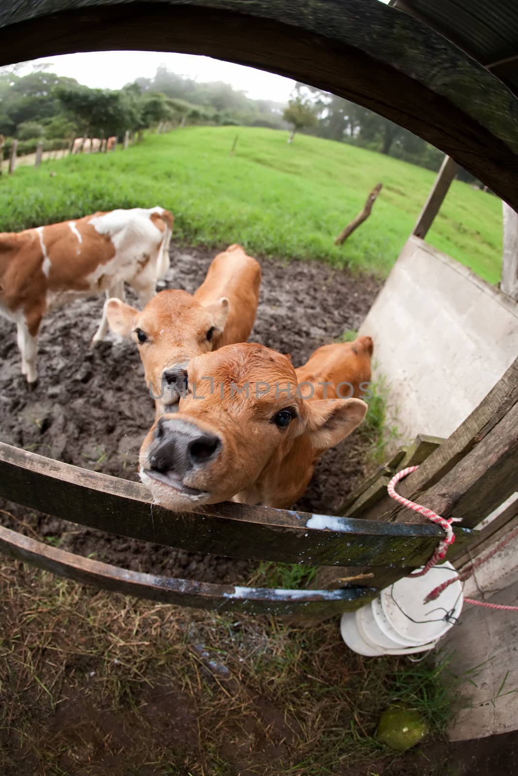 Thirsty calf on Costa Rican dairy farm