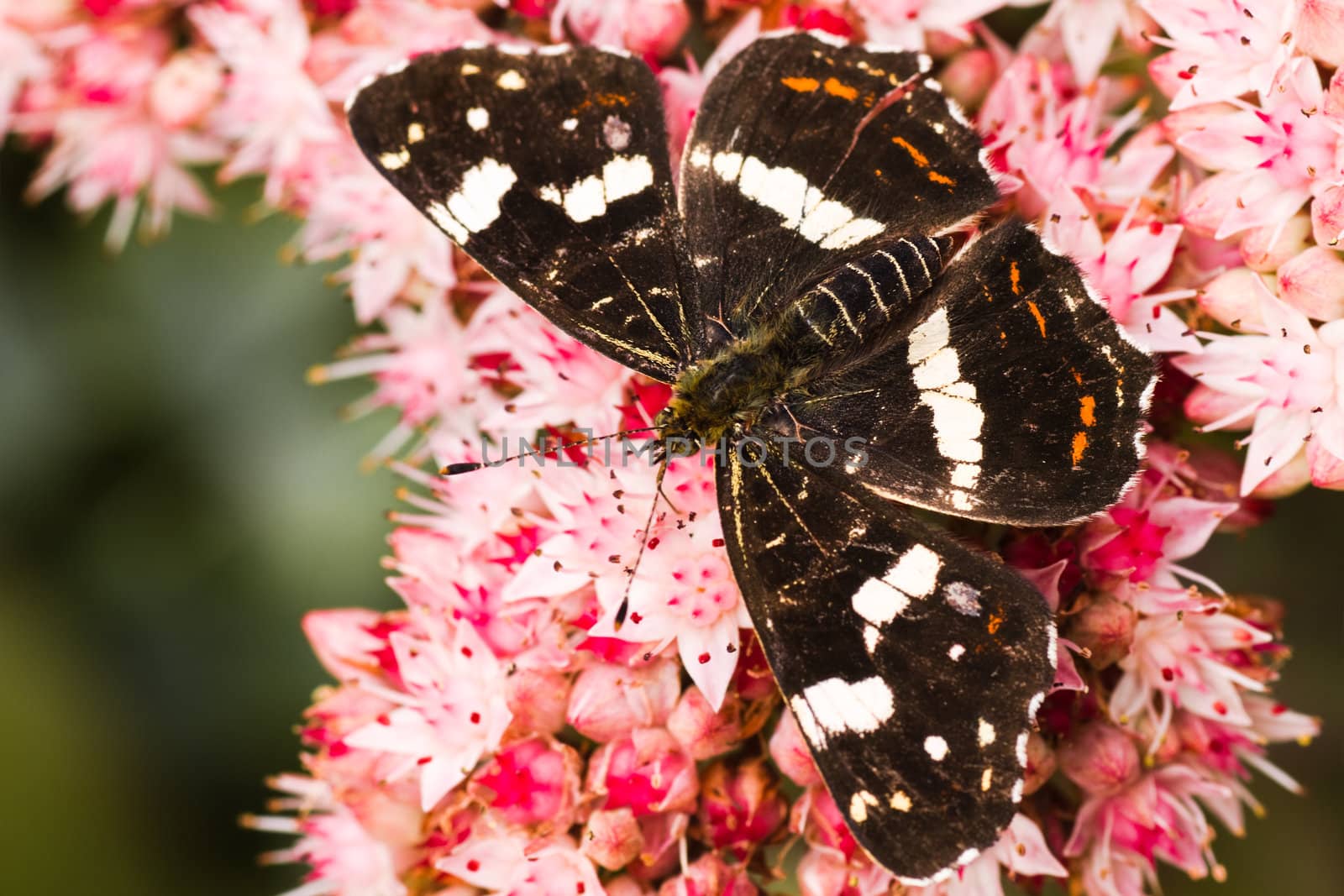 Dark colored summer generation of Map butterfly or Araschnia levana on Sedum flowers in autumn