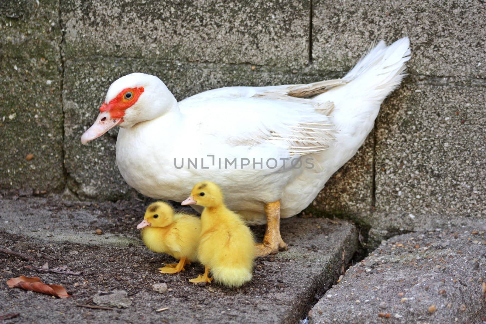 Duck Mother Care