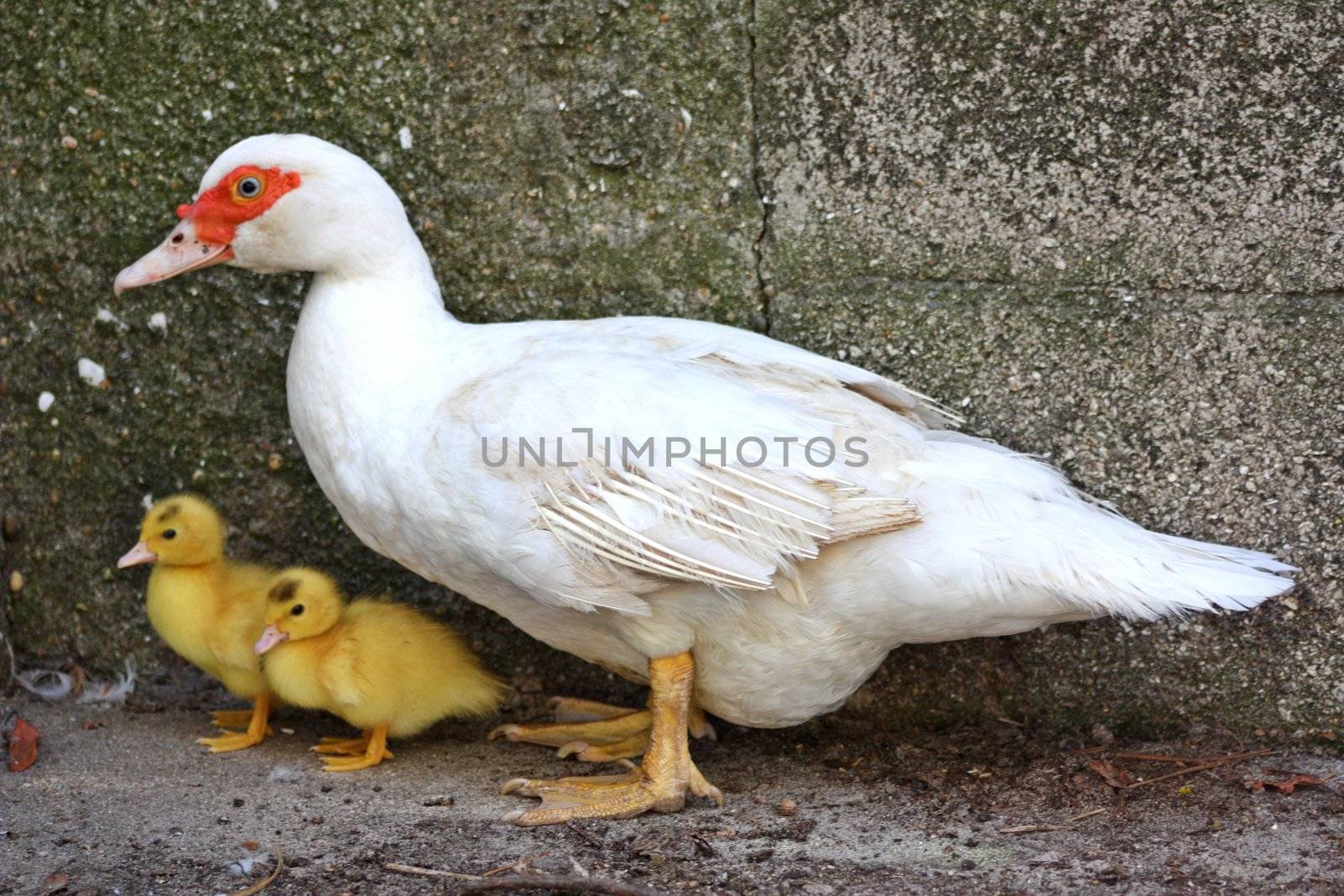 Duck Mother Care II by BrunoESantos