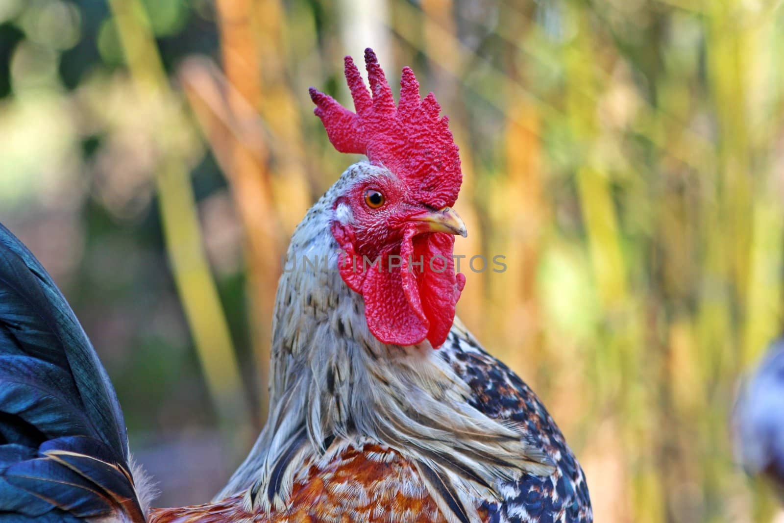 Cock Close-Up I by BrunoESantos