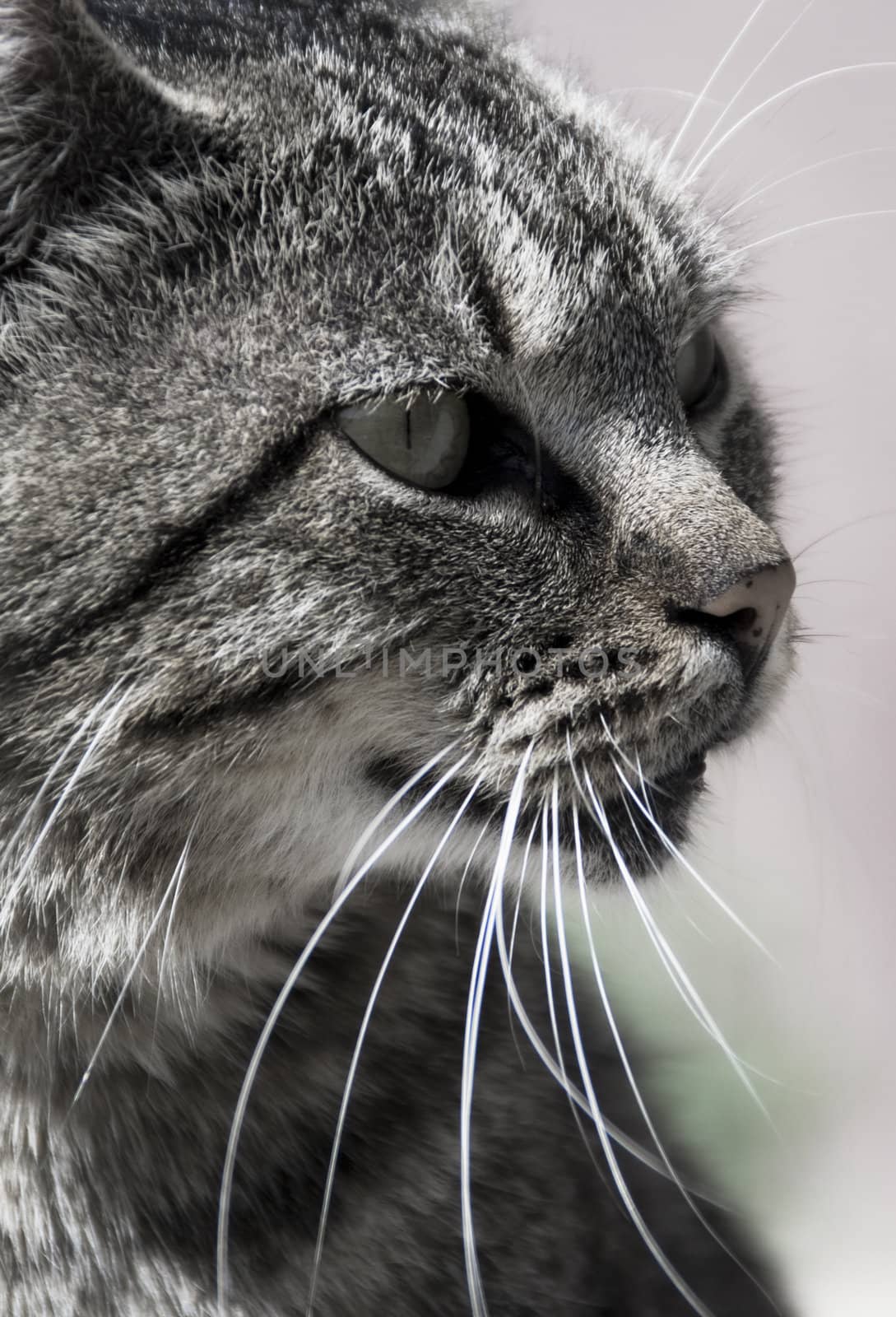 Gray cat with black lines. With tiger pattern. Looking peacefull.