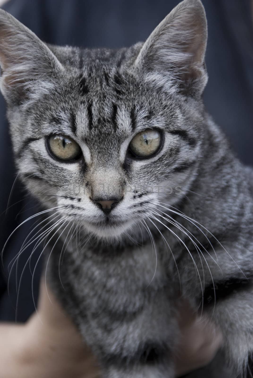 Gray cat with black lines. With tiger pattern. Looking peacefull and curious.