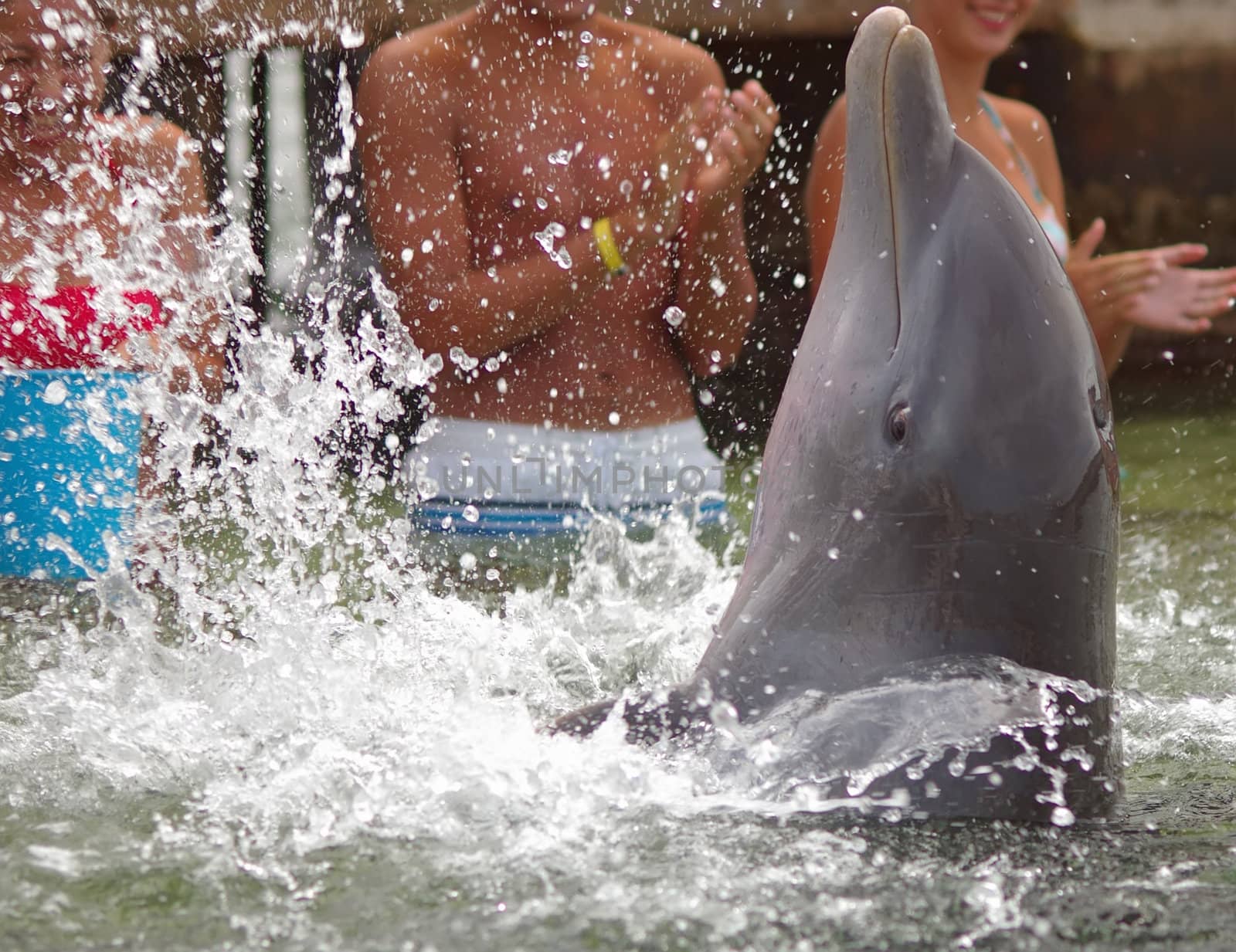 Dolphin clapping its fins in the water by baggiovara