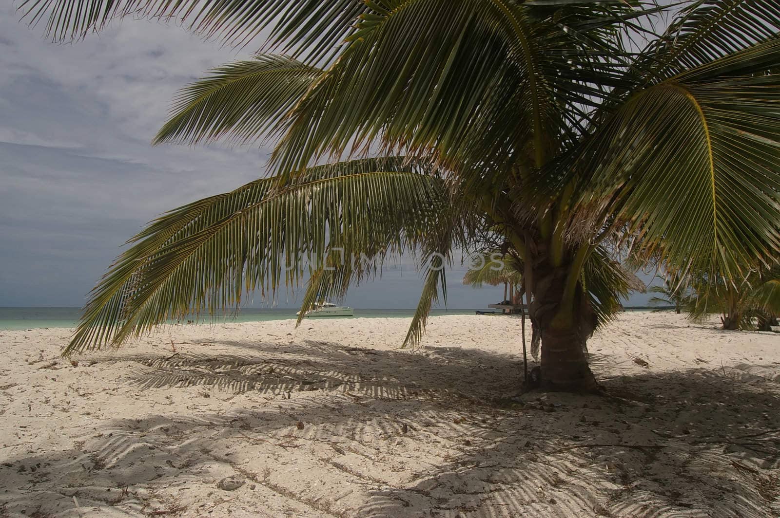 Palm on white beach, close to Havana, Cuba