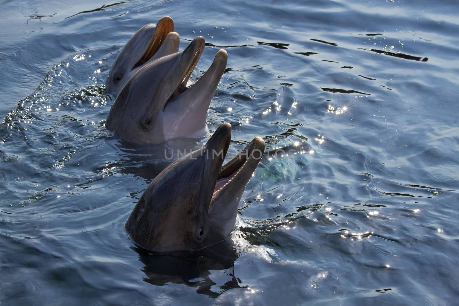 Bottlenose dolphins or Tursiops truncatus  by Colette