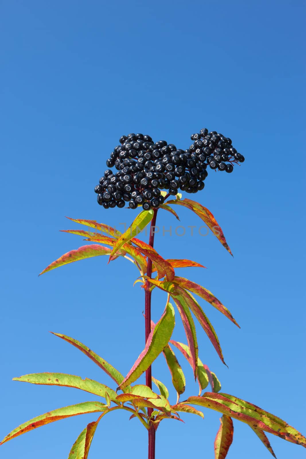 One-year herbaceous elder top with ripe berries against a blue sky. Perennial herb with creeping rhizome. Latin name: Sambucus ebulus, family: Caprifoliaceae