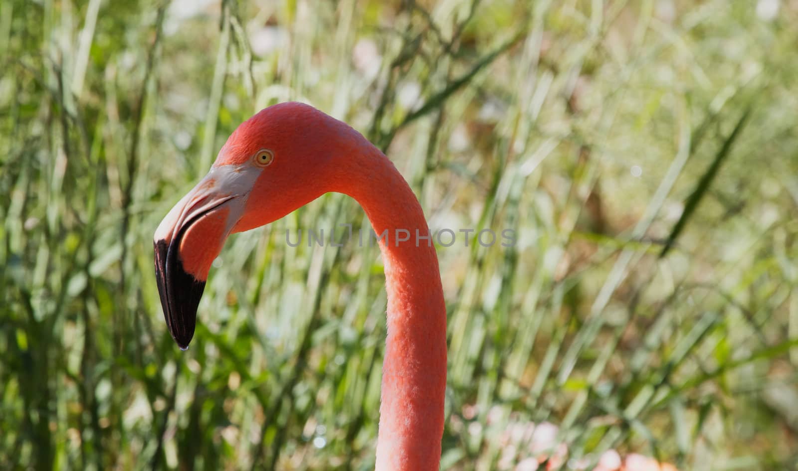 Flamingo head looking to the left with soft focus green grass in background