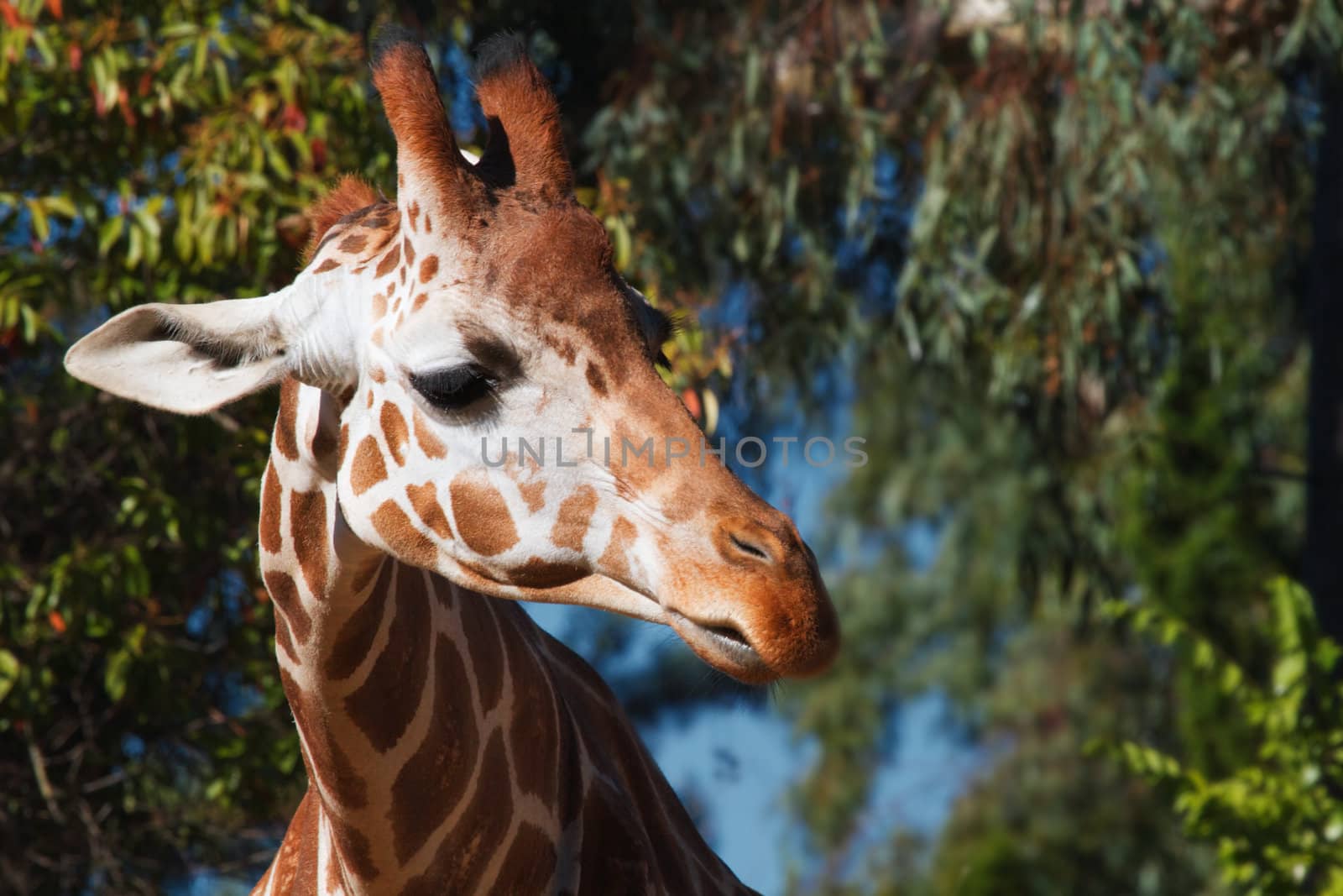 Brown spotted griraffe head looking to right and soft focus forest of trees