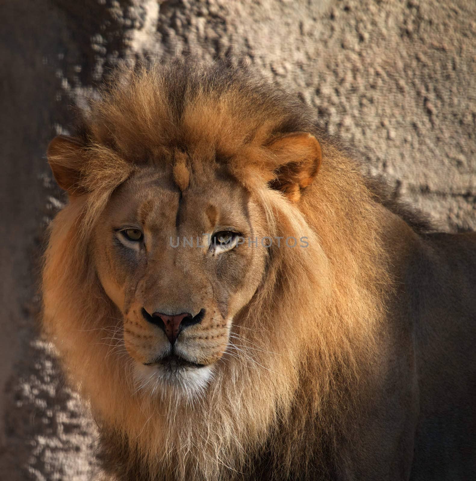Large male Lions head looking at camera with soft background
