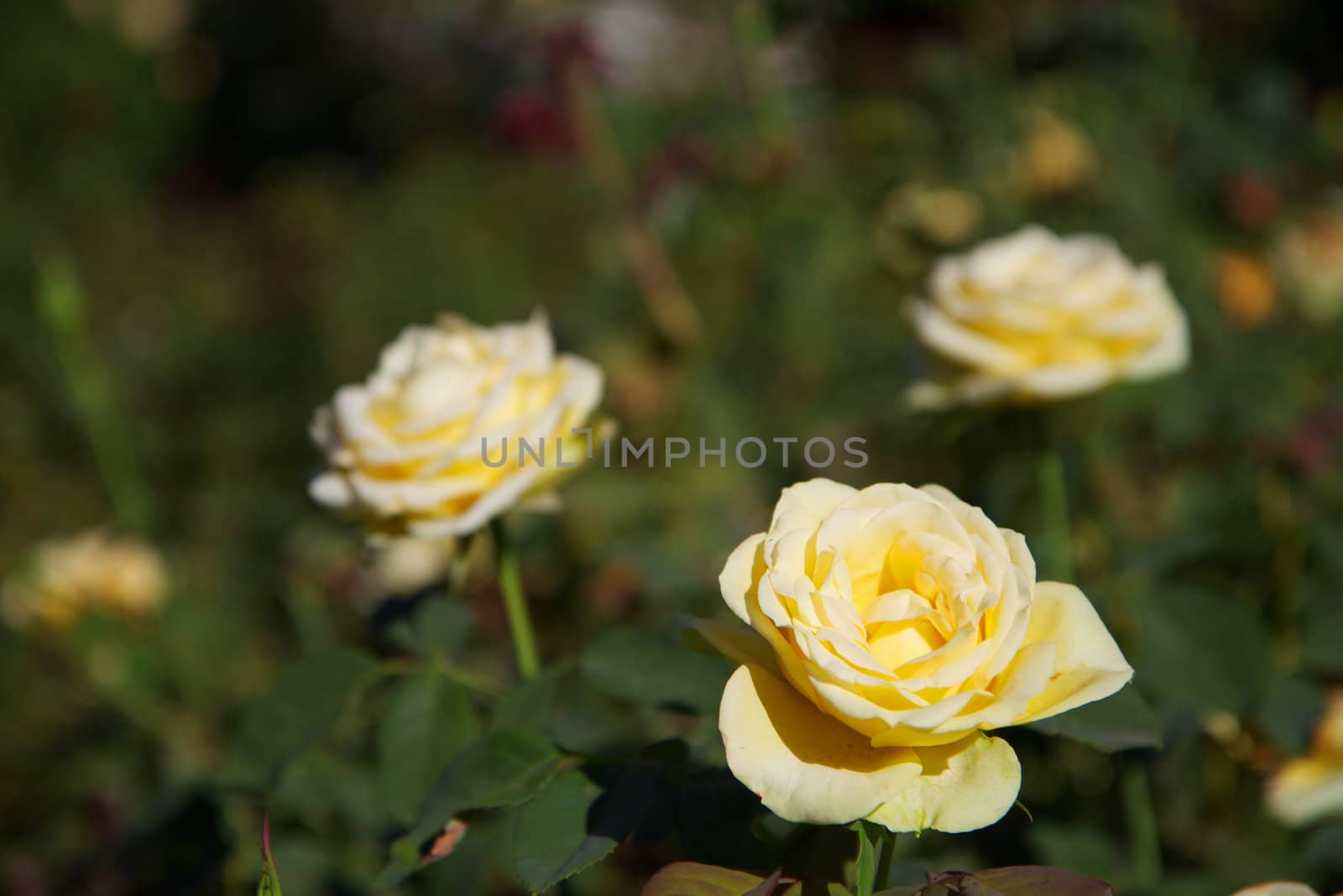 Three yellow roses with one in focus and the others soft