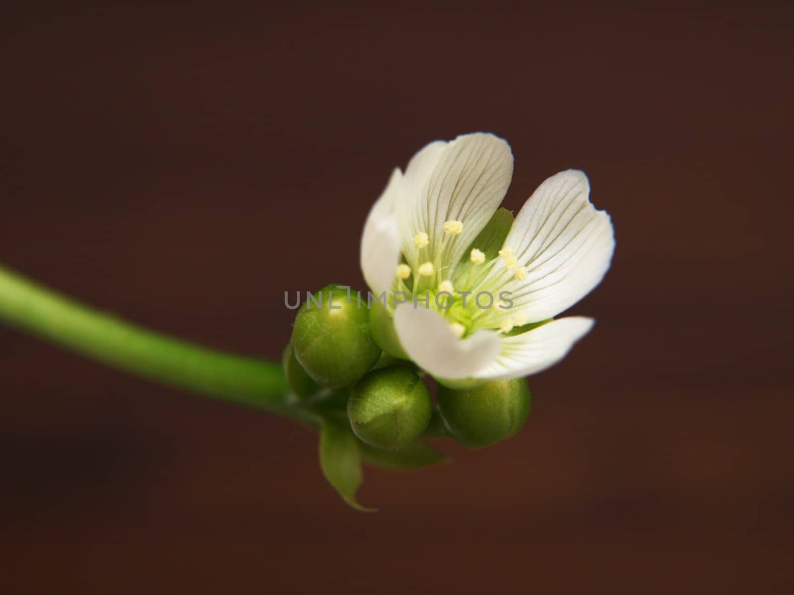 Strickerplant, insect eater, white flower, isolated towards dark brown background