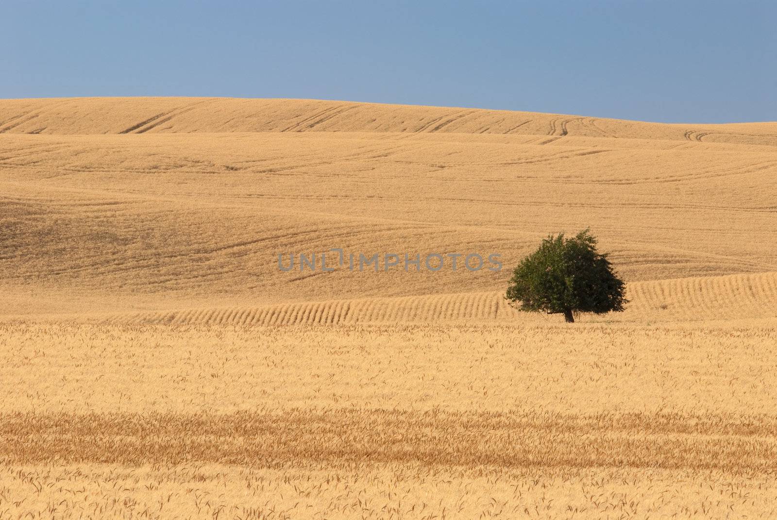 Lone tree and wheat fields, Whitman County, Washington, USA
