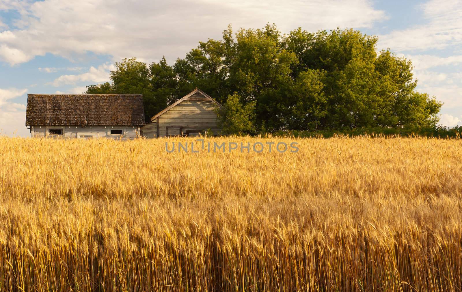 Abandoned sheds and wheat field, Whitman County, Washington, USA