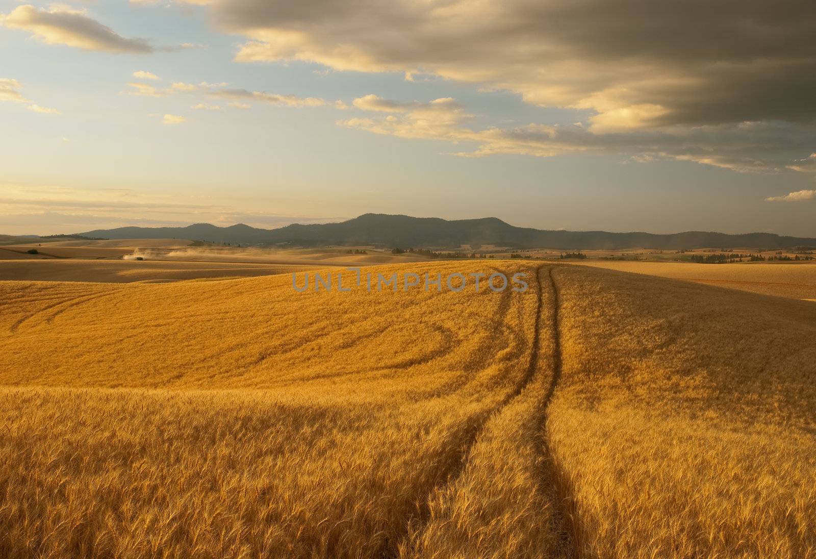 Path through ripe wheat and the Palouse Range, Latah County, Idaho, USA