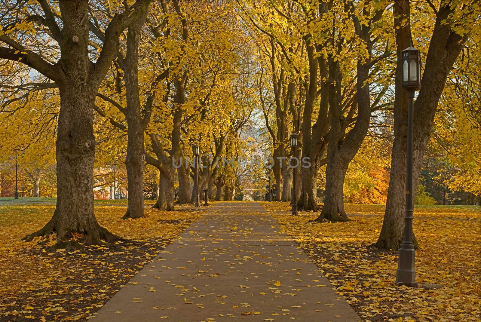 Autumn maple lined path, Administration Building Lawn, University of Idaho, Moscow, Latah County, Idaho, USA