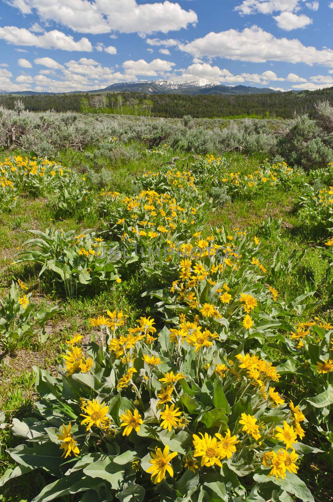 Arrowleaf Balsamroot (Balsamorhiza sagittata) flowers and the Gros Ventre Mountain Range in early summer, Grand Teton National Park, Teton County, Wyoming, USA by CharlesBolin