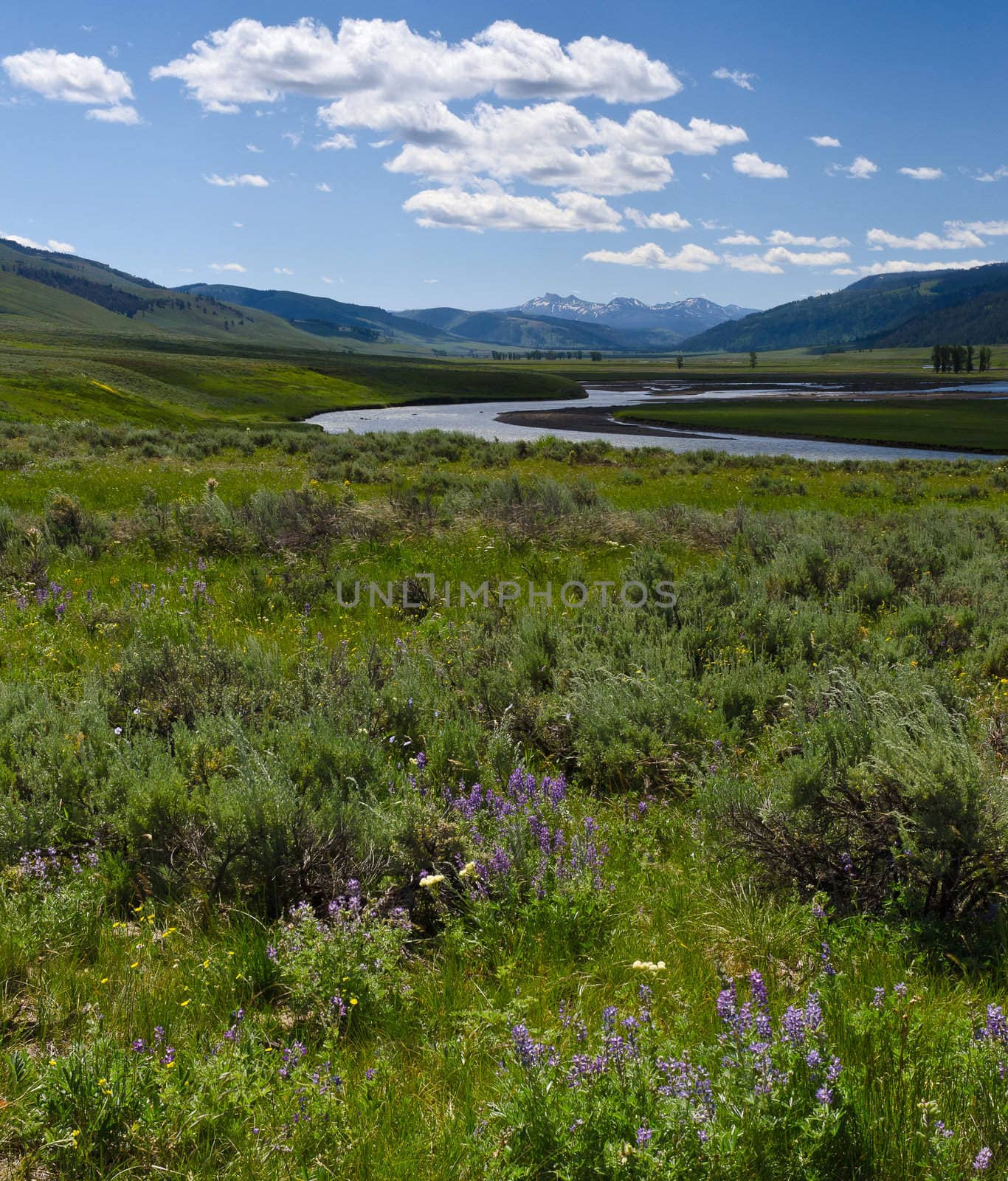 Lupine flowers, sagebrush and the Lamar River in summer, Yellowstone National Park, Park County, Wyoming, USA