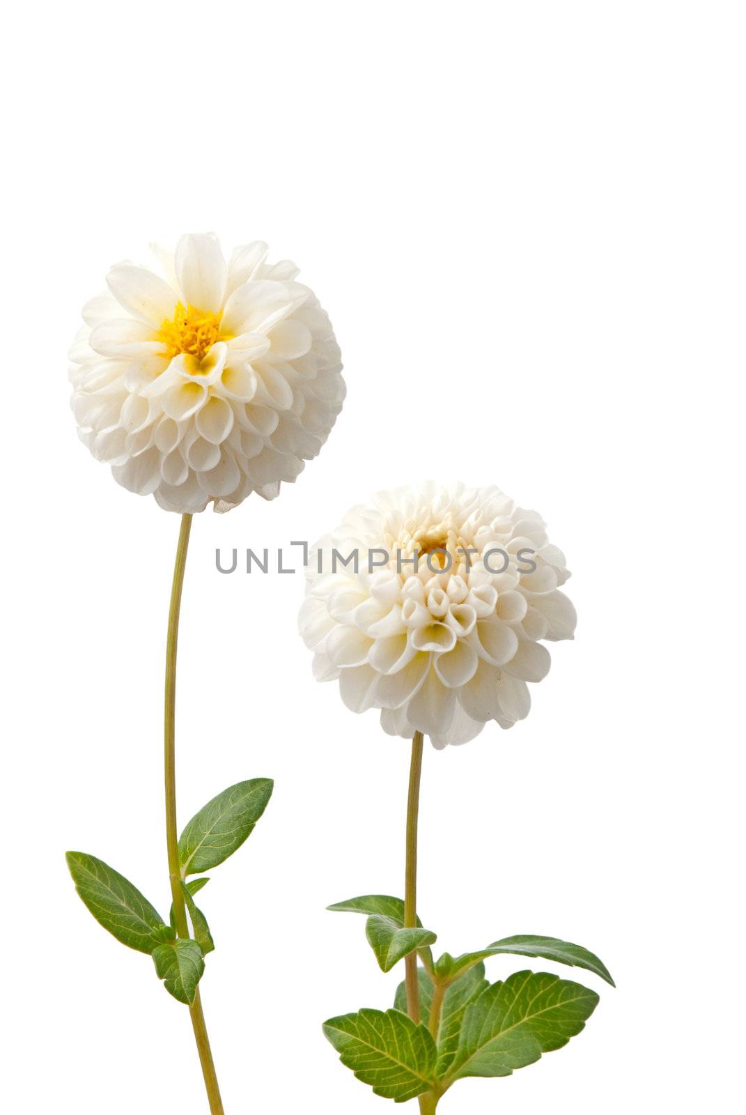 Beautiful white dahlias isolated on a white background.