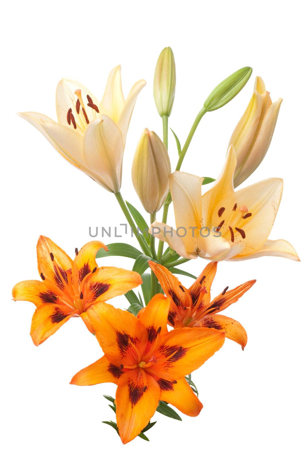 Colorful fresh lillies isolated on a white background.