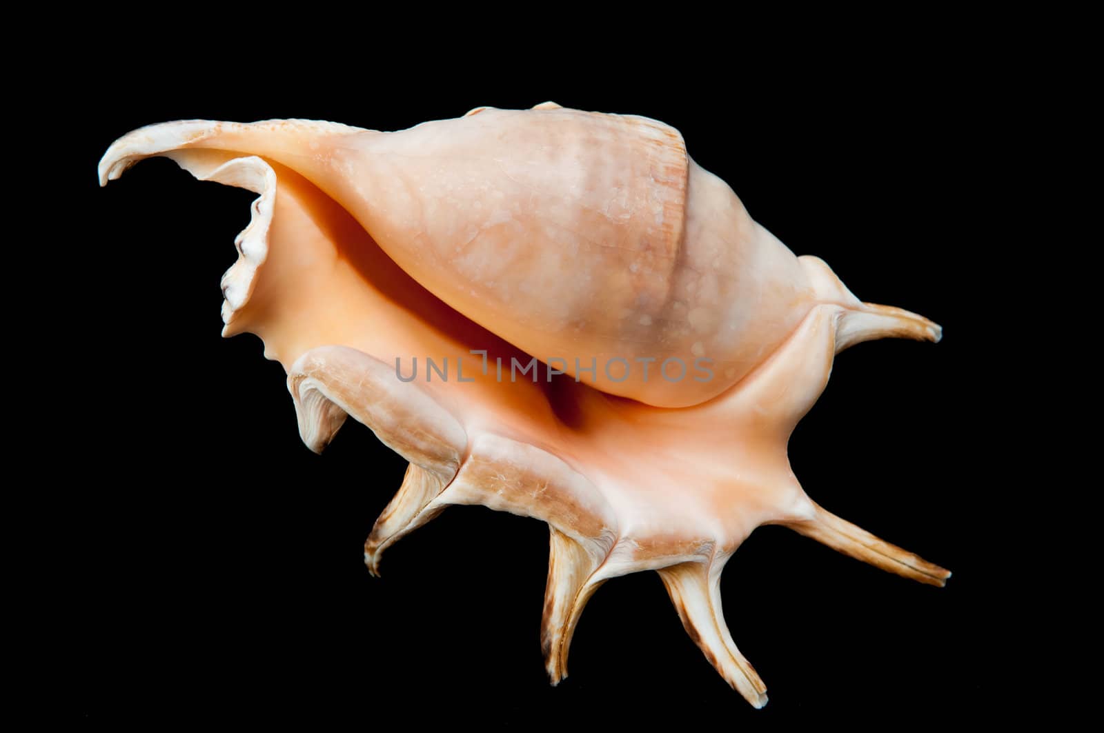 A sea shell on the black