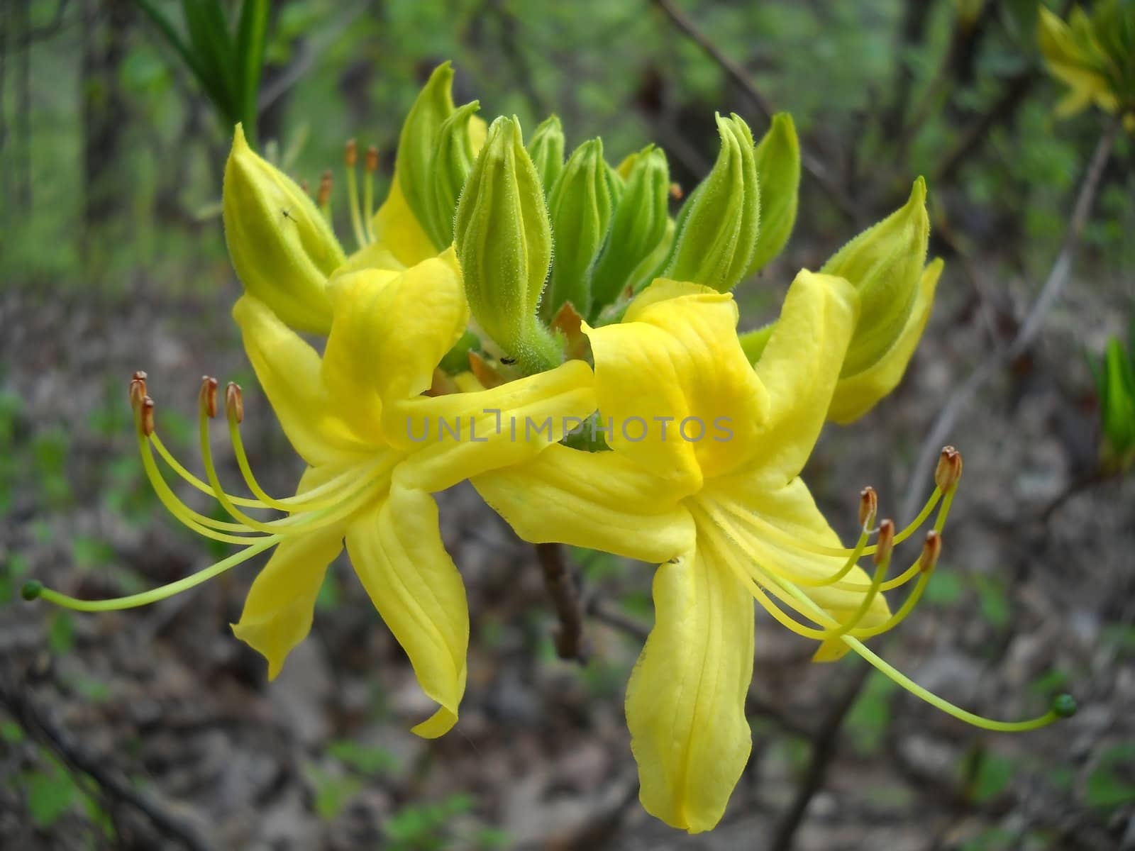 Flower; a plant; spring; flowering; a wood; macroshooting; flora; leaves; vegetation; beauty; a background