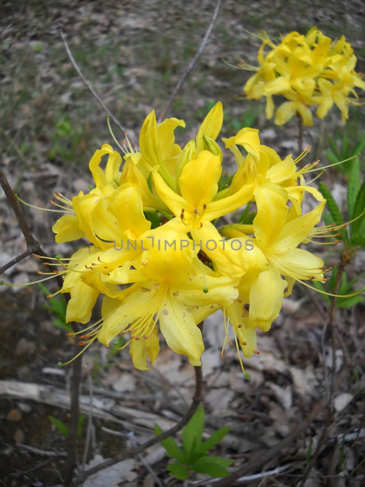 Flower; a plant; spring; flowering; a wood; macroshooting; flora; leaves; vegetation; beauty; a background        