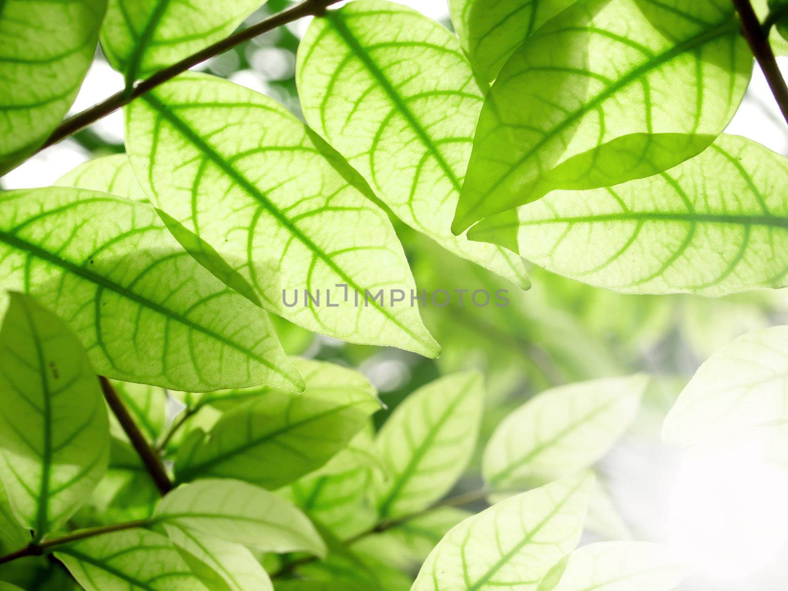 green leaf with drops of water with natural background by rufous