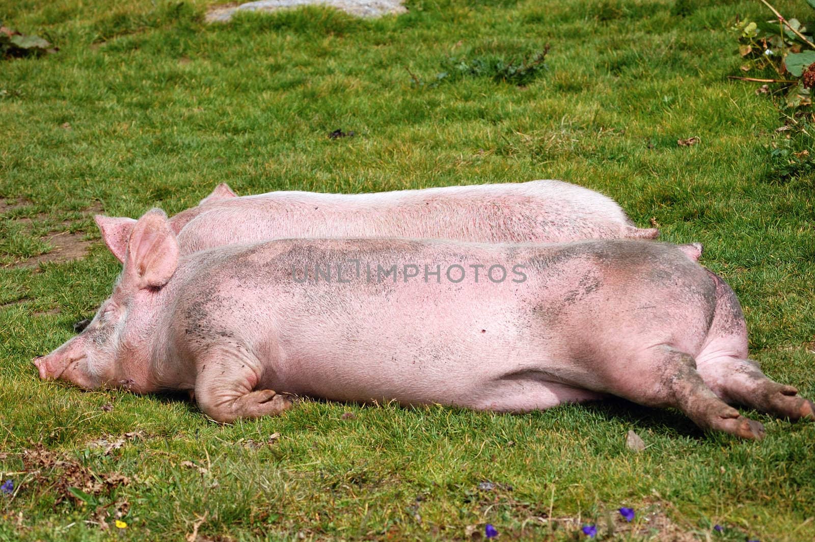 resting pigs in the green grass