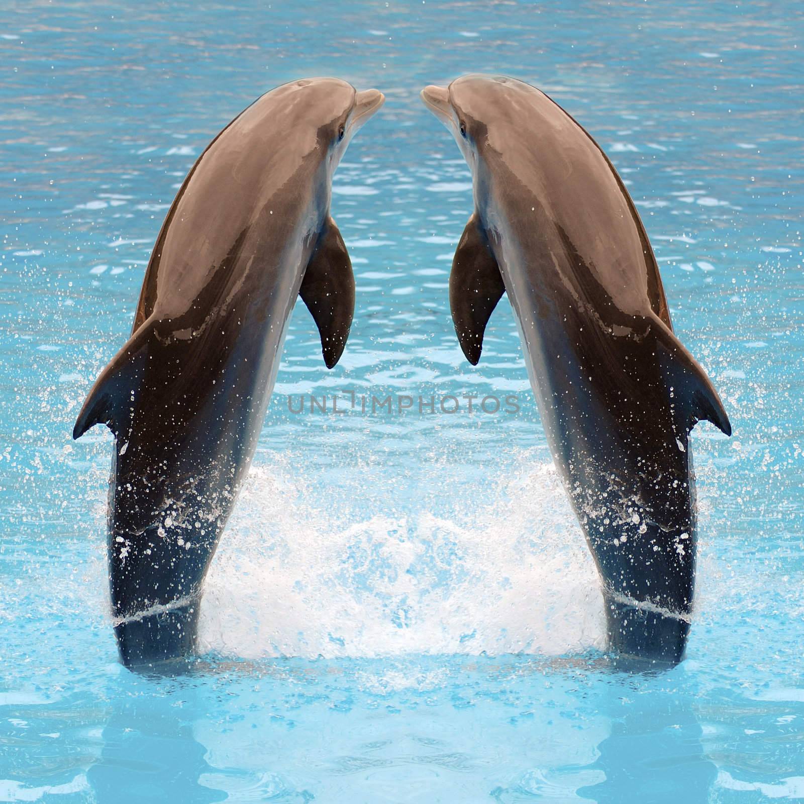 Dolphin twins by cfoto