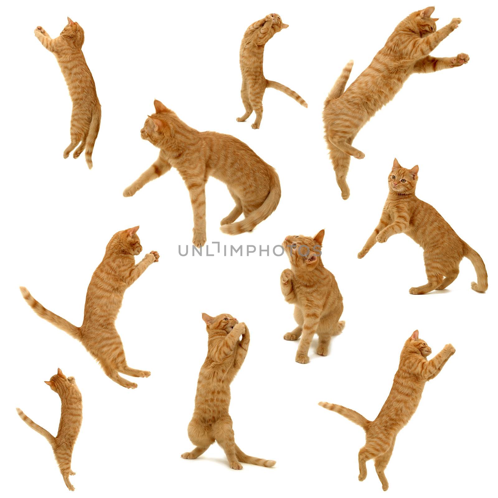 collection of kittens in action by cfoto