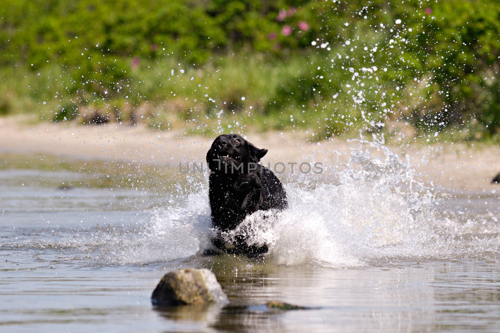 A black dog is running in water. 