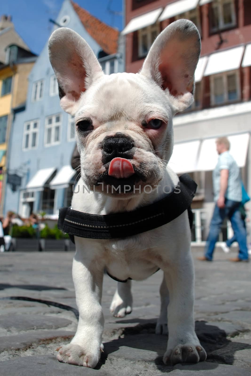 French booldog is showing its tongue