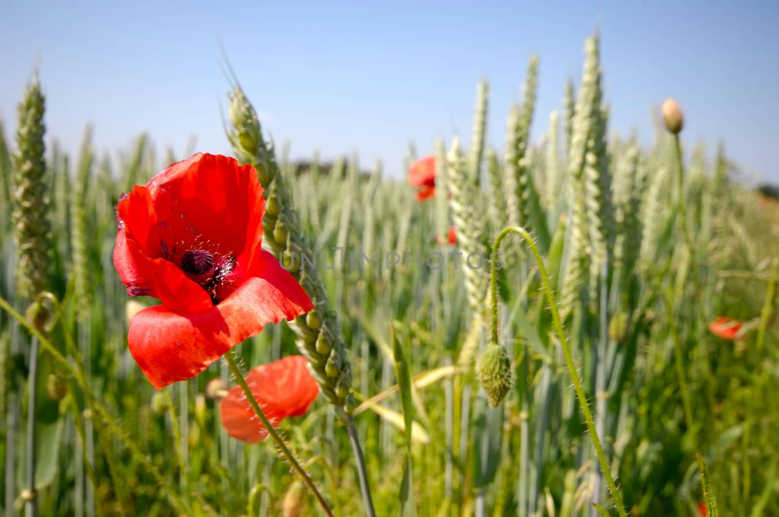 Red poppy and corn field